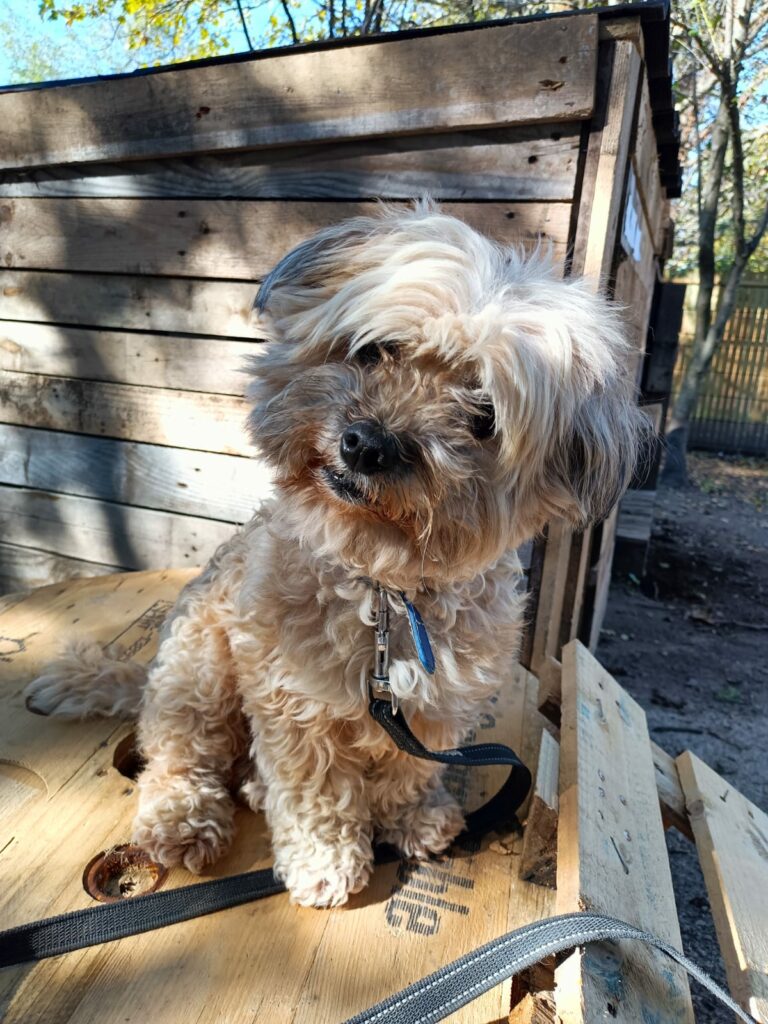 pension-chien-lyon-pawsitive-job