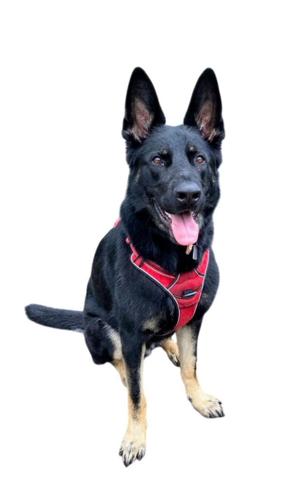 chiens-pension-pawsitive-job-decoration