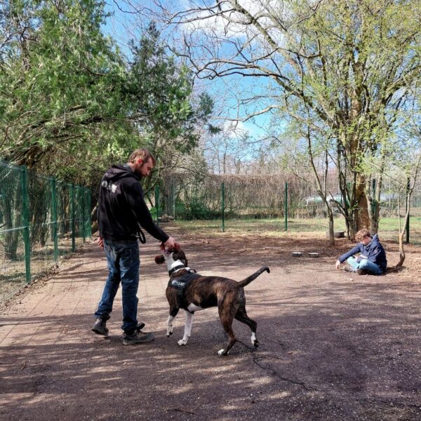 pension-chien-parc-box-salarie-insertion